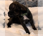 Small #2 Boxer