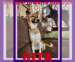 Small #3 Saluki-Whippet Mix