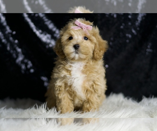 Medium Photo #2 Maltipoo Puppy For Sale in WARSAW, IN, USA