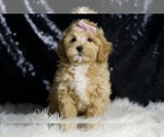 Small #1 Maltipoo