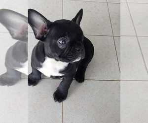 French Bulldog Puppy for sale in SAN JOSE, CA, USA