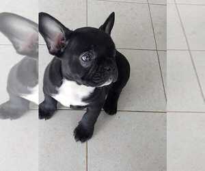 French Bulldog Puppy for sale in SAN JOSE, CA, USA