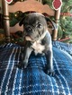Small Photo #3 French Bulldog Puppy For Sale in PURDY, MO, USA
