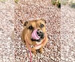 Small Photo #4 Boxer-Staffordshire Bull Terrier Mix Puppy For Sale in San Bernardino , CA, USA