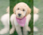 Puppy Skye Goldendoodle