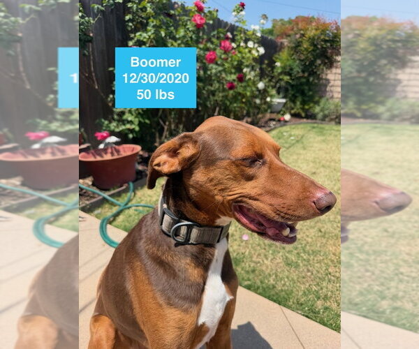 Medium Photo #7 Doberman Pinscher-Rhodesian Ridgeback Mix Puppy For Sale in West Hollywood, CA, USA