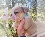 Small Photo #3 English Bulldog Puppy For Sale in JOSHUA, TX, USA
