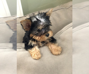 Yorkshire Terrier Puppy for Sale in E PALO ALTO, California USA
