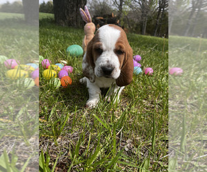 Medium Basset Hound