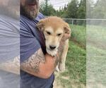 Small #1 Mutt