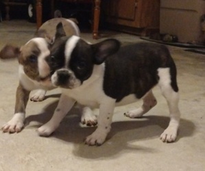 French Bulldog Puppy for Sale in LAMAR, Mississippi USA