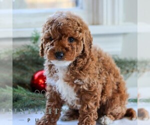 Cavapoo Puppy for sale in LITITZ, PA, USA