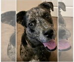 Small #8 Catahoula Leopard Dog
