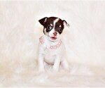 Small #3 Chihuahua