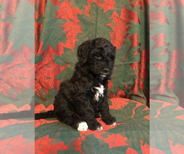Medium Photo #5 Labradoodle Puppy For Sale in HALIFAX, PA, USA