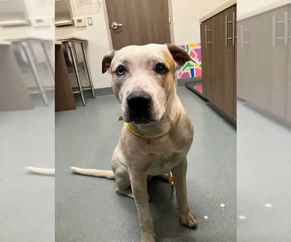 Medium Photo #1 Mutt Puppy For Sale in Baytown, TX, USA