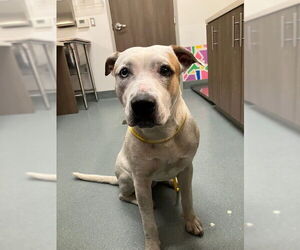 Mutt Dogs for adoption in Baytown, TX, USA