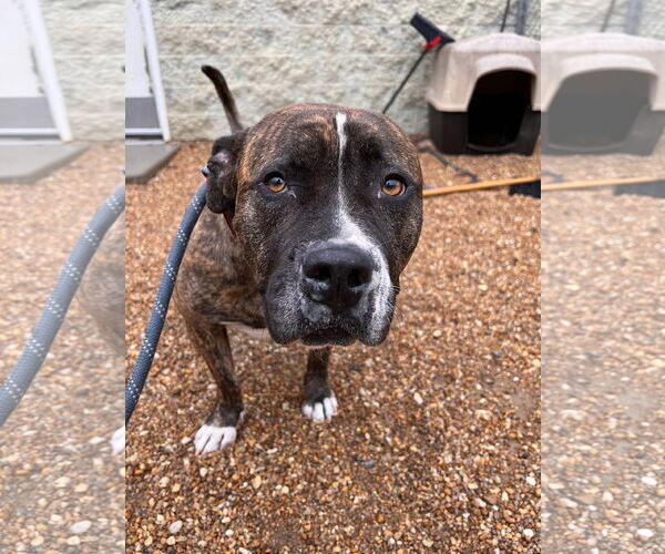 Medium Photo #10 American Pit Bull Terrier Puppy For Sale in Virginia Beach, VA, USA
