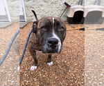 Small #9 American Pit Bull Terrier