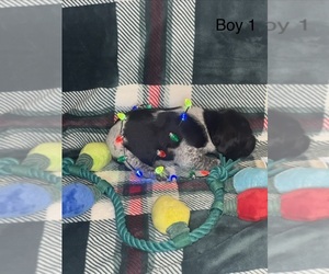 Medium German Shorthaired Pointer