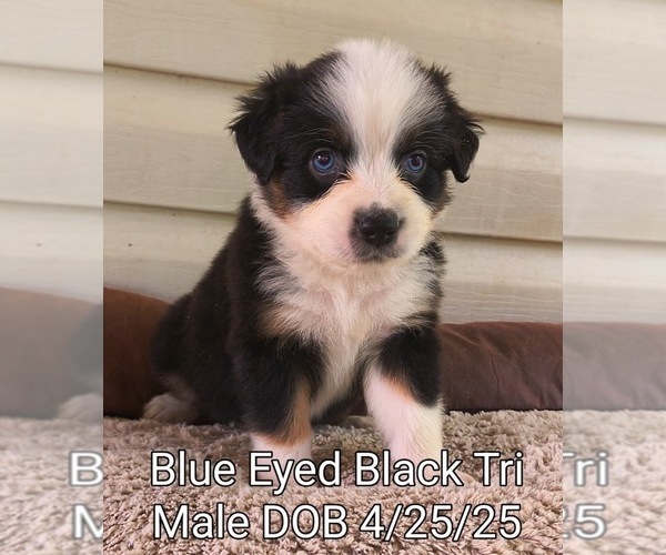 Medium Photo #8 Miniature Australian Shepherd Puppy For Sale in WOODLEAF, NC, USA