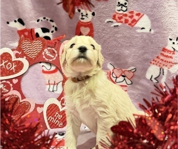 Medium Photo #3 Portuguese Water Dog Puppy For Sale in SWARTZ CREEK, MI, USA