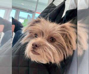 Mutt Dogs for adoption in Grafton, WI, USA