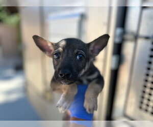 German Shepherd Dog-Unknown Mix Dogs for adoption in HESPERIA, CA, USA