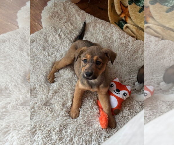 Medium Photo #1 Labrador Retriever Puppy For Sale in Menifee, CA, USA