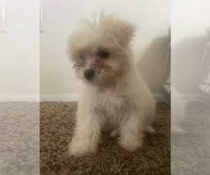 Maltipoo Puppy for Sale in EL PASO, Texas USA