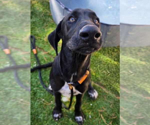 Medium Photo #3 Great Dane-Labrador Retriever Mix Puppy For Sale in Lakewood, CO, USA