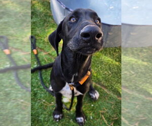 Sammy - Male Great Dane-Labrador Retriever Mix Dog for Adoption - Photo #3