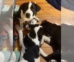 Small Photo #56 Cane Corso-Saint Bernard Mix Puppy For Sale in WORCESTER, MA, USA