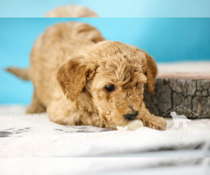 Goldendoodle Puppy for sale in CARLOCK, IL, USA