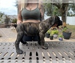 Small Photo #23 Cane Corso Puppy For Sale in LAND O LAKES, FL, USA