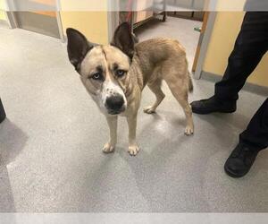 Akita-Unknown Mix Dogs for adoption in Orange, CA, USA