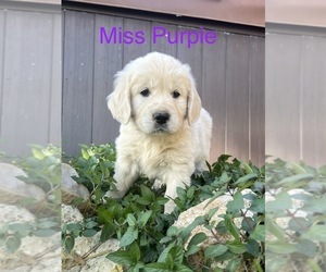 English Cream Golden Retriever Puppy for sale in BELLEFONTAINE, OH, USA