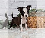 Small #17 Chihuahua