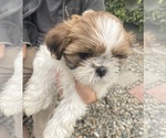 Puppy Puppy 5 Eloise Shih Tzu