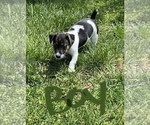 Small Photo #5 Jack Russell Terrier Puppy For Sale in FREEMAN, MO, USA