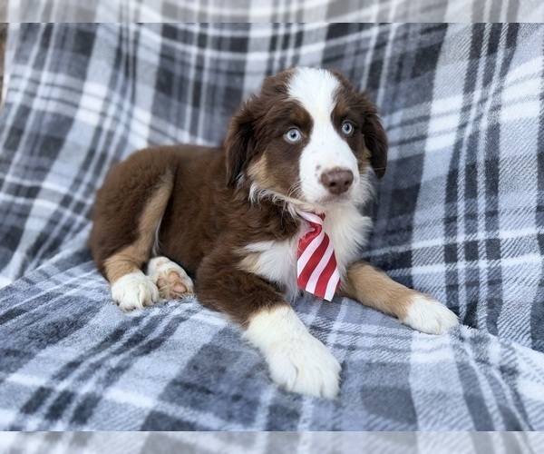 Medium Photo #2 Miniature Australian Shepherd Puppy For Sale in LAKELAND, FL, USA