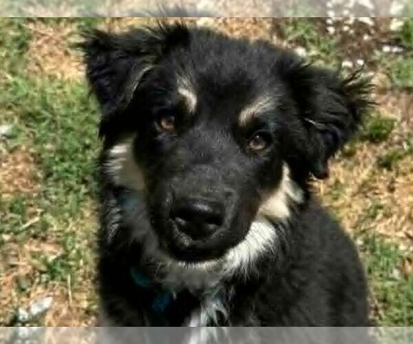 Medium Photo #3 Pyrenees Husky Puppy For Sale in Cookeville, TN, USA