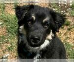 Small #2 Pyrenees Husky
