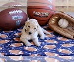 Puppy Jack Goldendoodle
