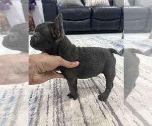 French Bulldog Puppy for sale in TAMPA, FL, USA