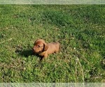 Small Photo #7 Dachshund Puppy For Sale in CHOCTAW, OK, USA