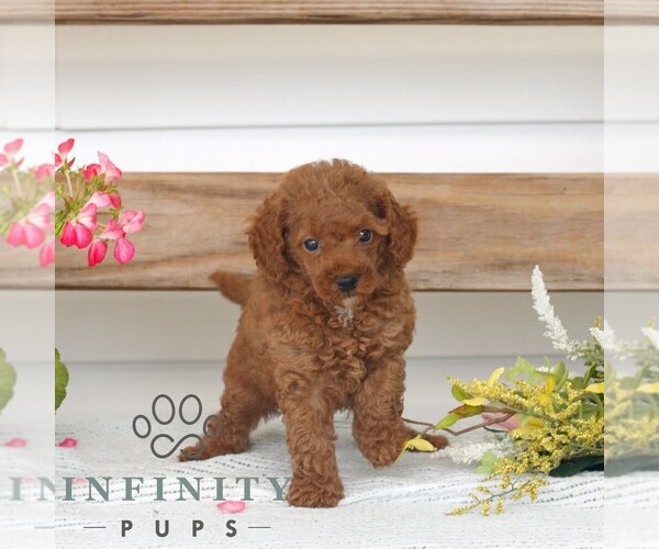 Medium Photo #3 Poodle (Miniature) Puppy For Sale in GAP, PA, USA
