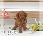 Small #2 Poodle (Miniature)