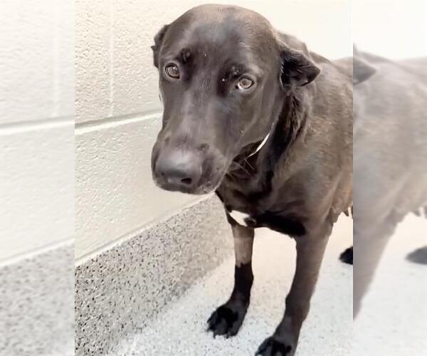 Medium Photo #2 Labrador Retriever-Unknown Mix Puppy For Sale in Houston, TX, USA