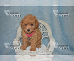 Small #11 Poodle (Toy)